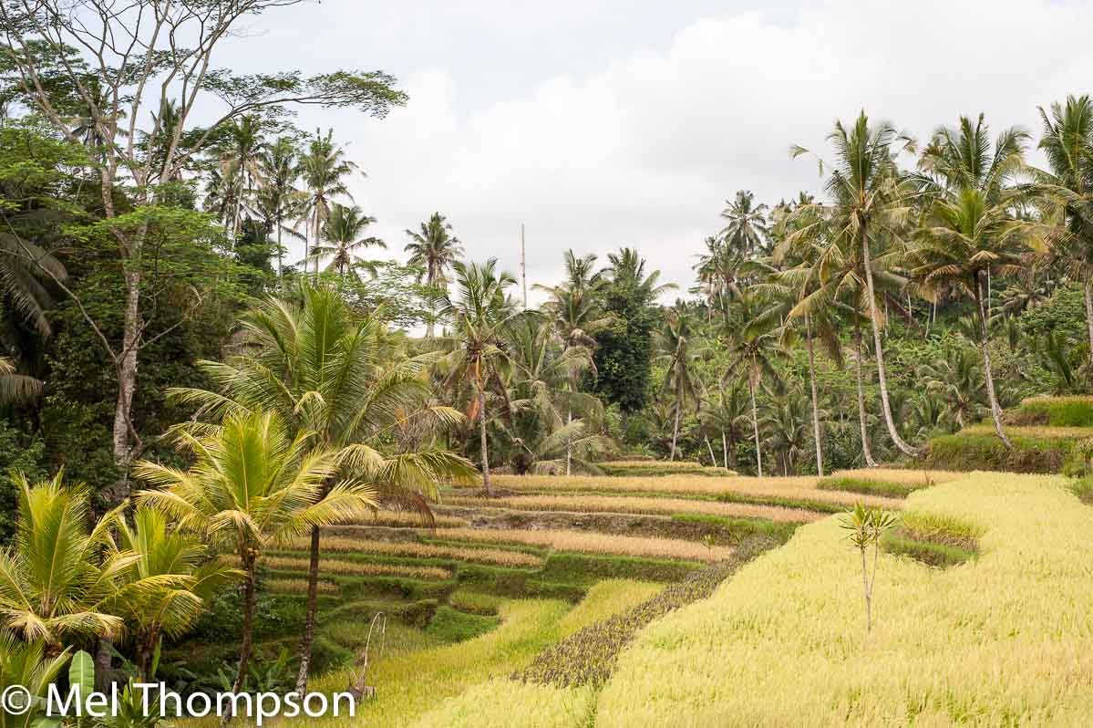 rice terraces